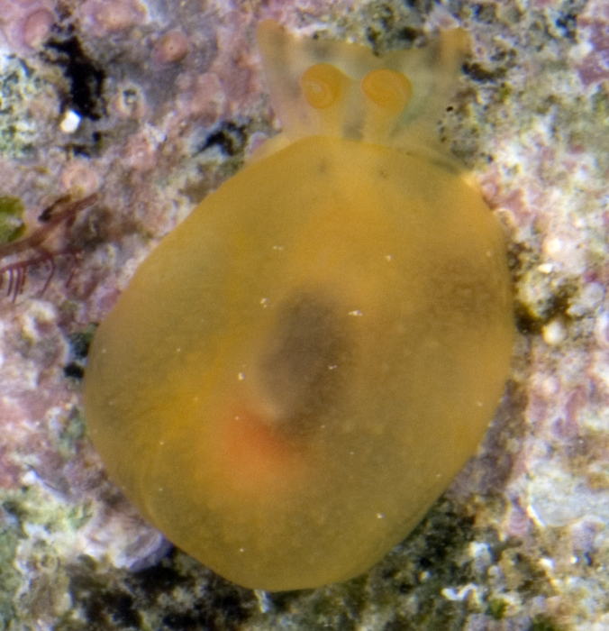 Berthellina citrina